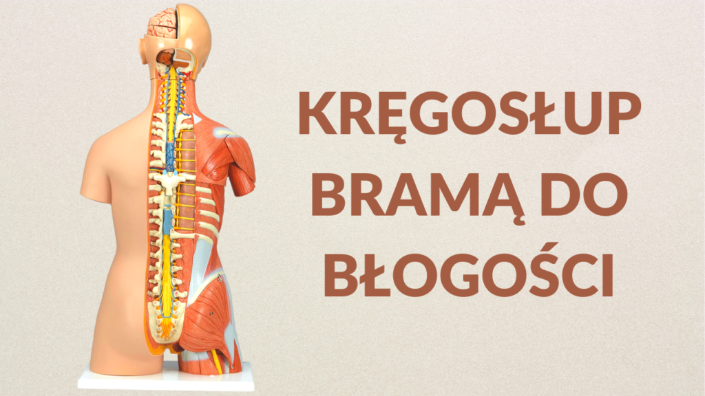 kręgosłup