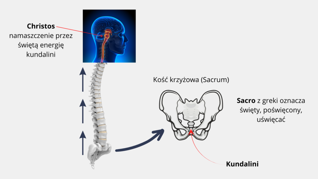 kręgosłup